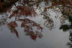 曇天の紅葉