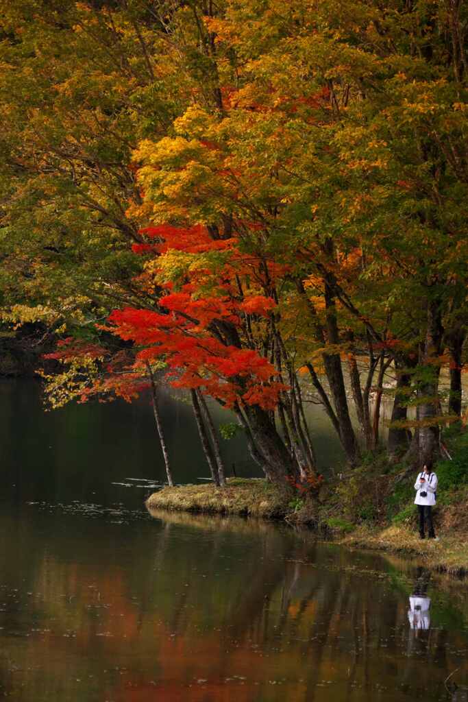 紅葉を愛でる
