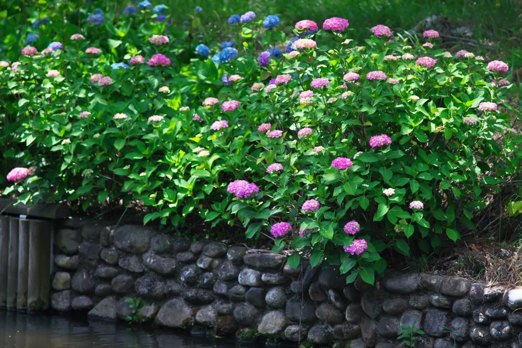 水辺の紫陽花