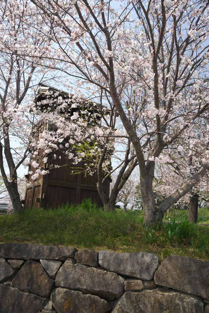 城址の桜