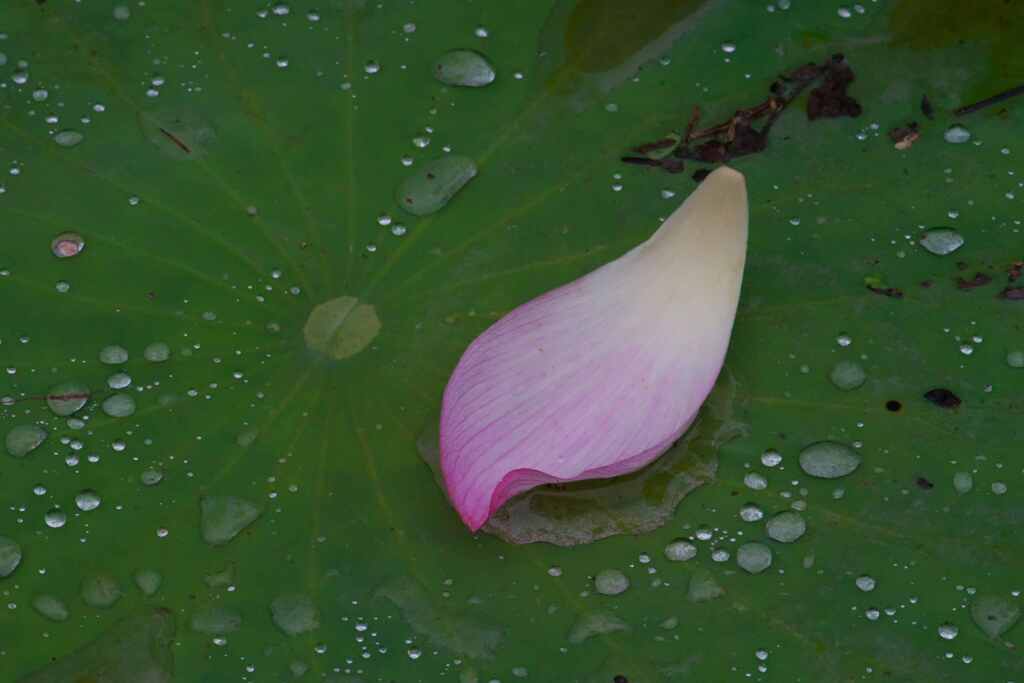 梅雨の花びら