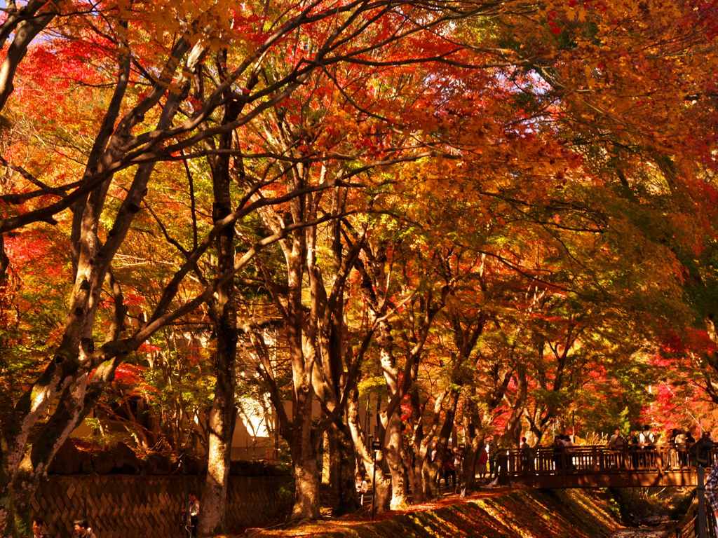 紅葉真っ盛り
