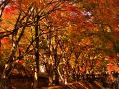 紅葉真っ盛り