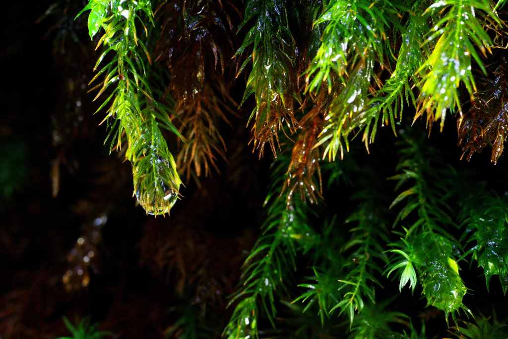 雨上がりの苔フィールド