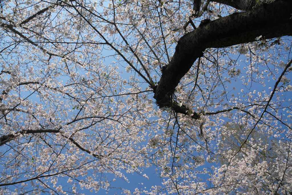 空いっぱいの桜