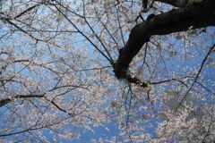 空いっぱいの桜