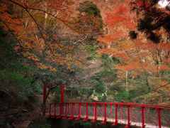 紅葉の赤い橋