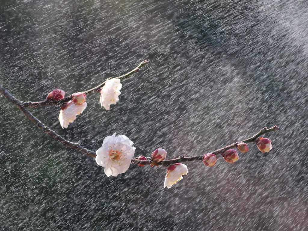 梅の小枝