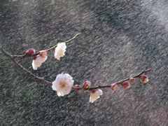 梅の小枝