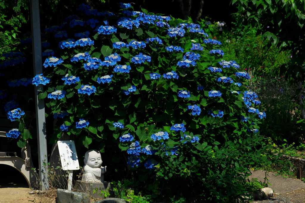 紫陽花咲く