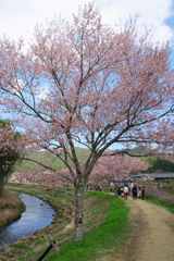 桜並木は散歩道