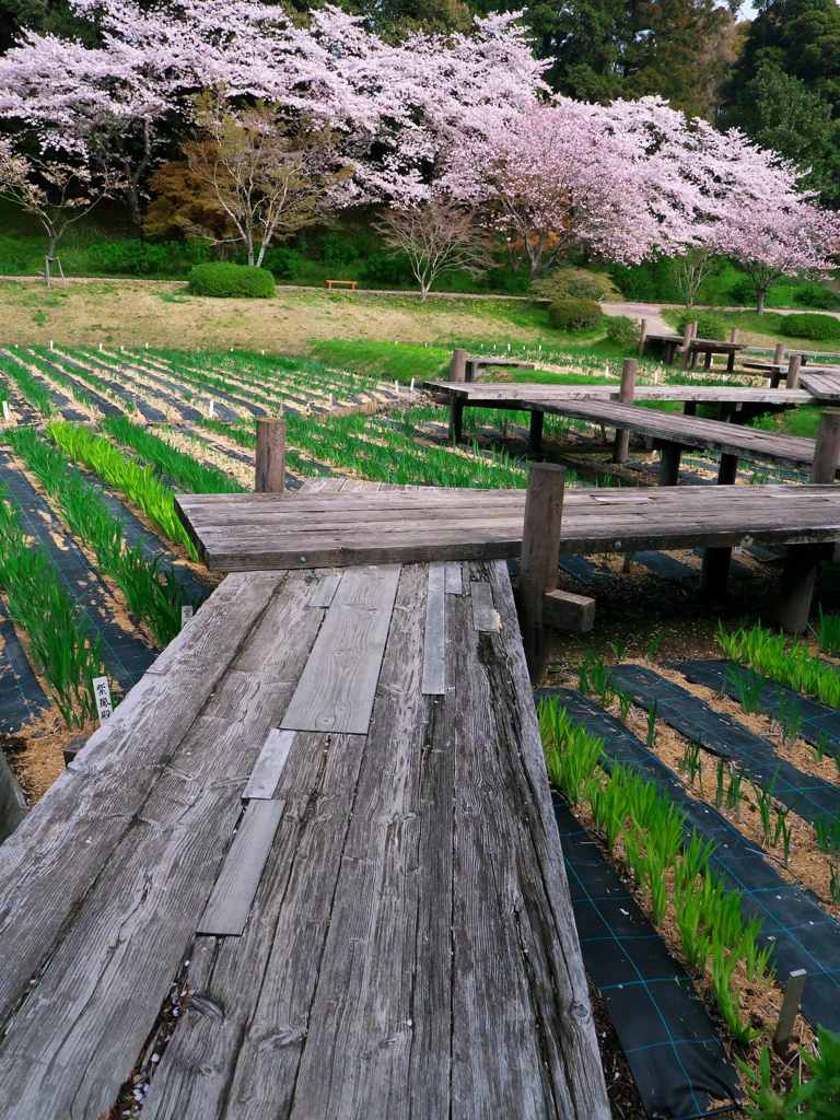 しょうぶ園の桜