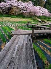 しょうぶ園の桜