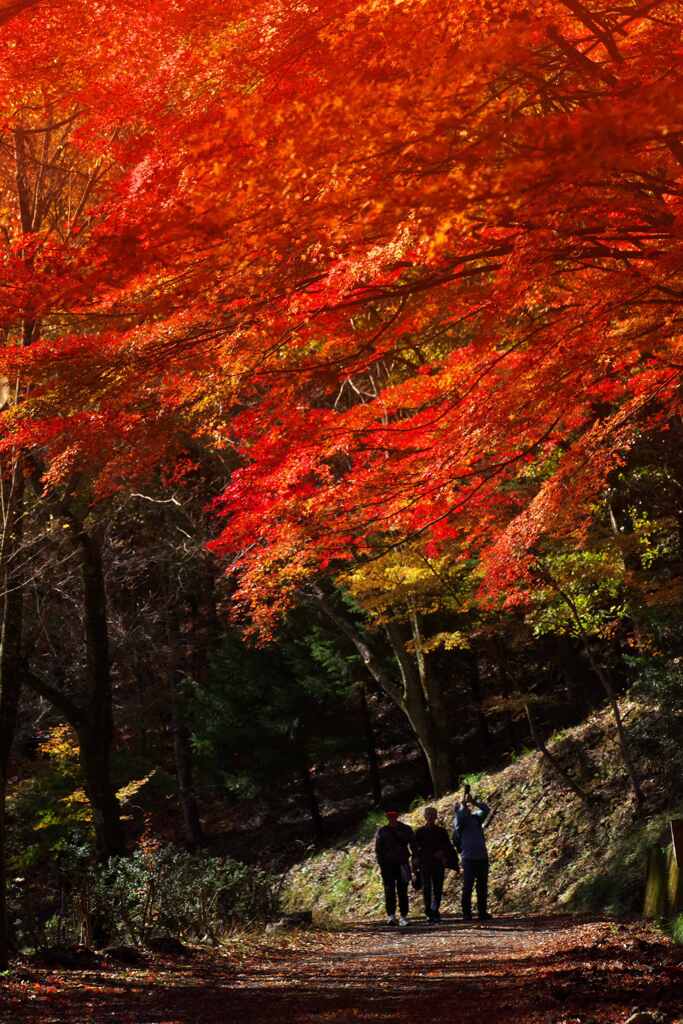 紅葉散歩