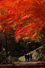 紅葉散歩