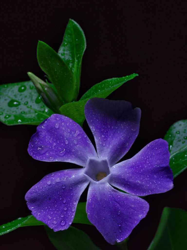 冬の花