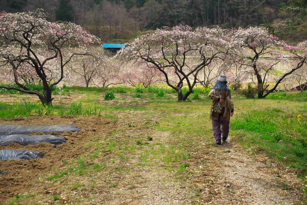 花桃を育てて