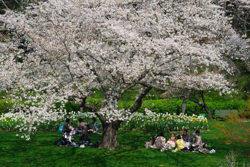 桜の季節