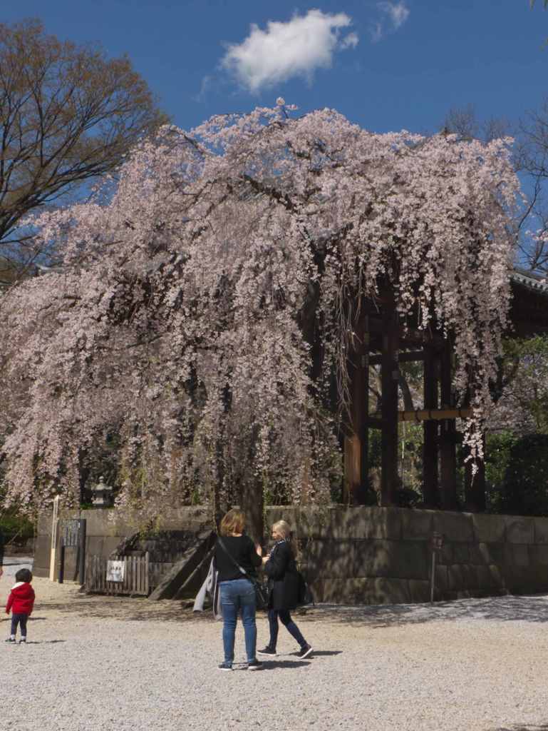 日本の桜