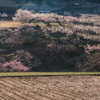 春里の朝
