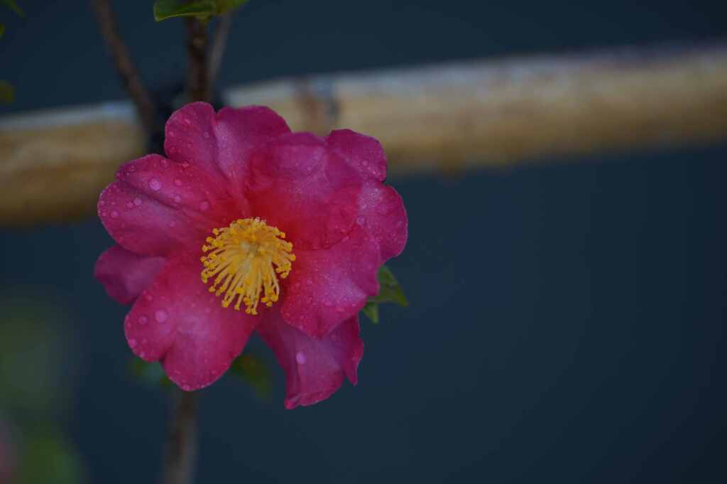 そぼ濡れて山茶花