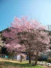 青空に咲く
