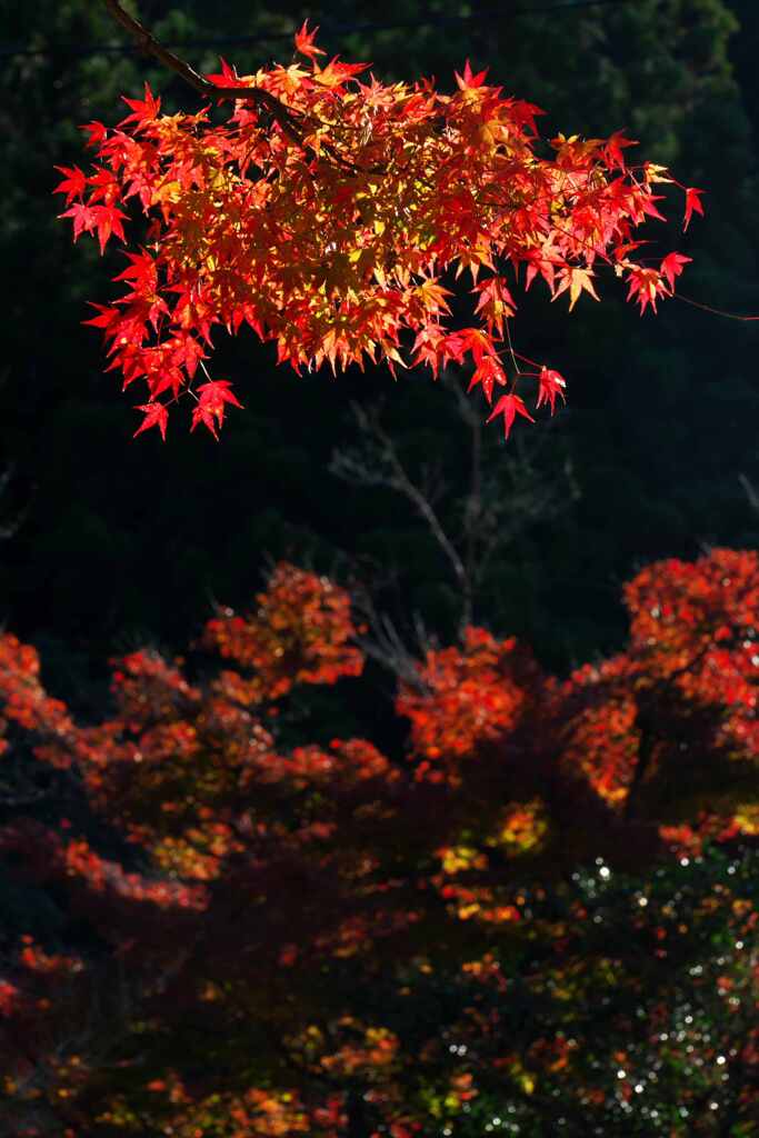 鮮烈な朱
