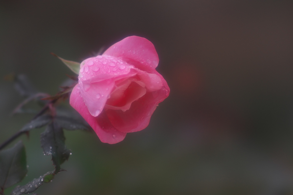 冬の薔薇