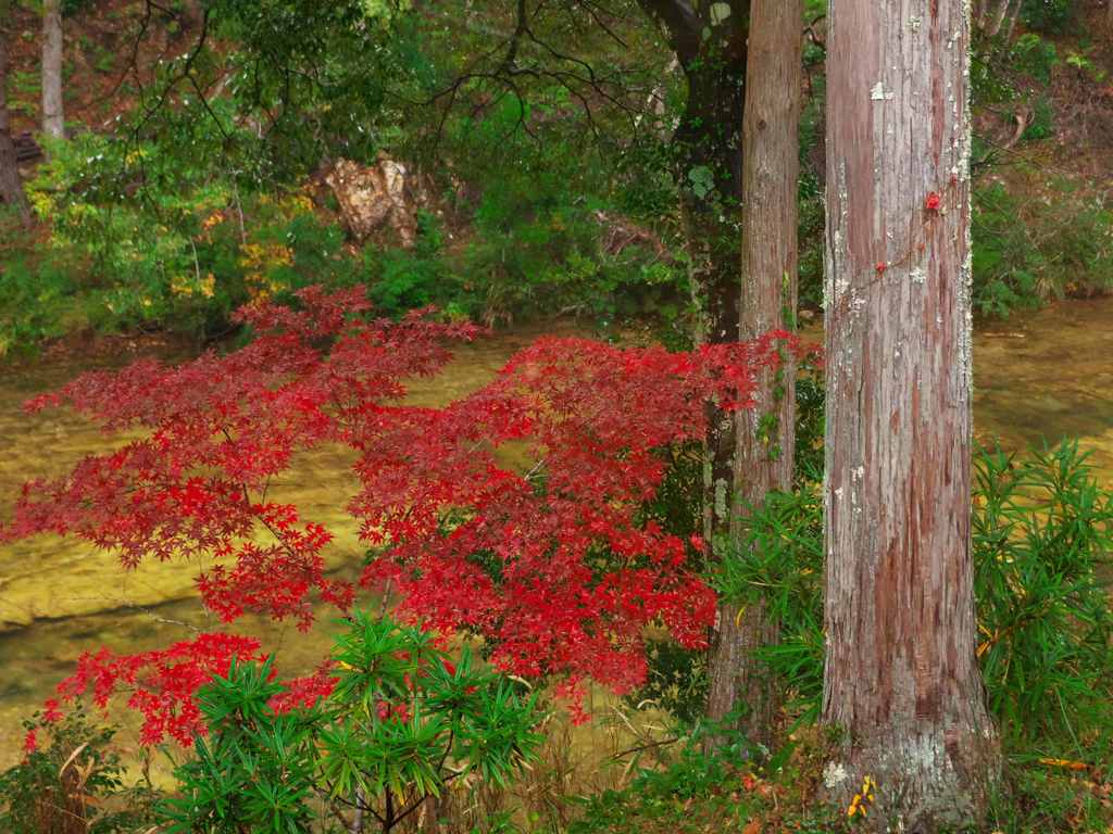 川の流れと紅葉