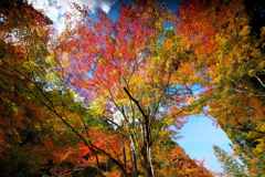 紅葉グラデーション
