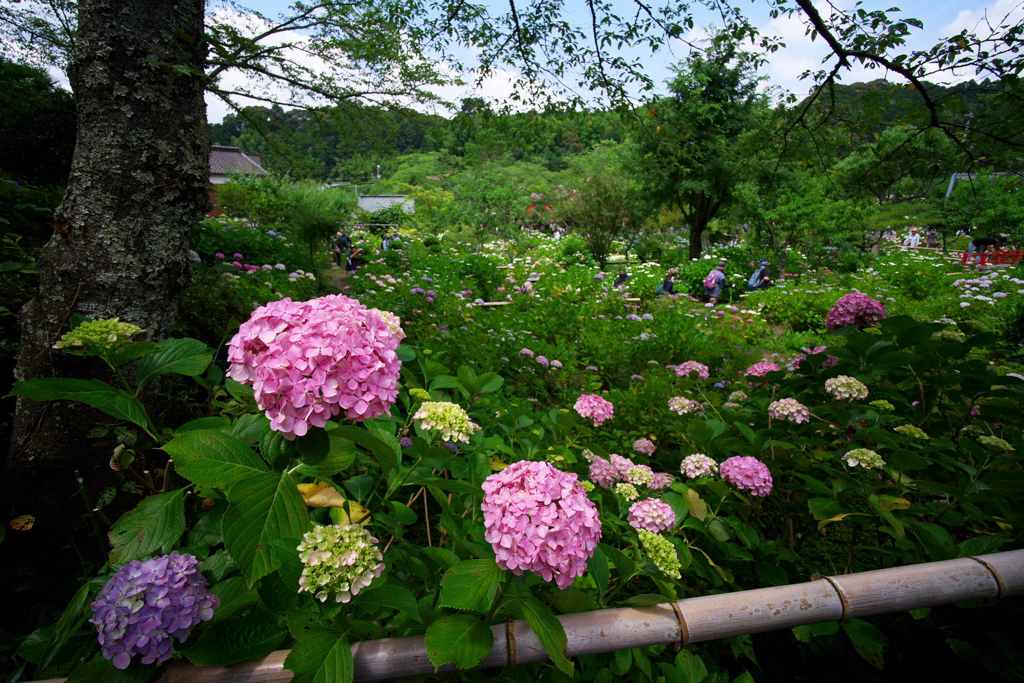 あじさい寺