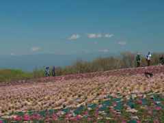 準備中の芝桜