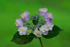 ぐるり紫陽花