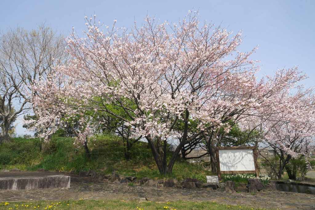 名もない桜