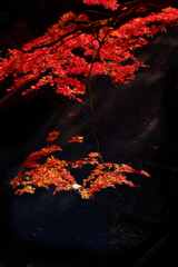 紅の競演