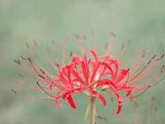 曼殊沙華