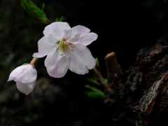 桜、濡れて