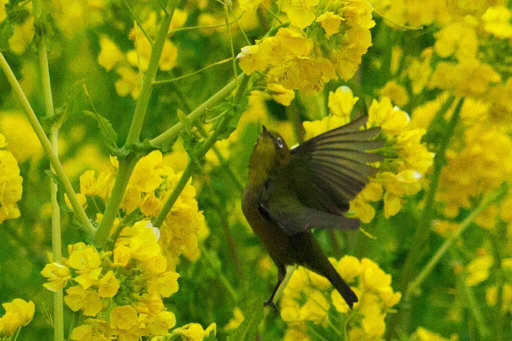 菜の花メジロ