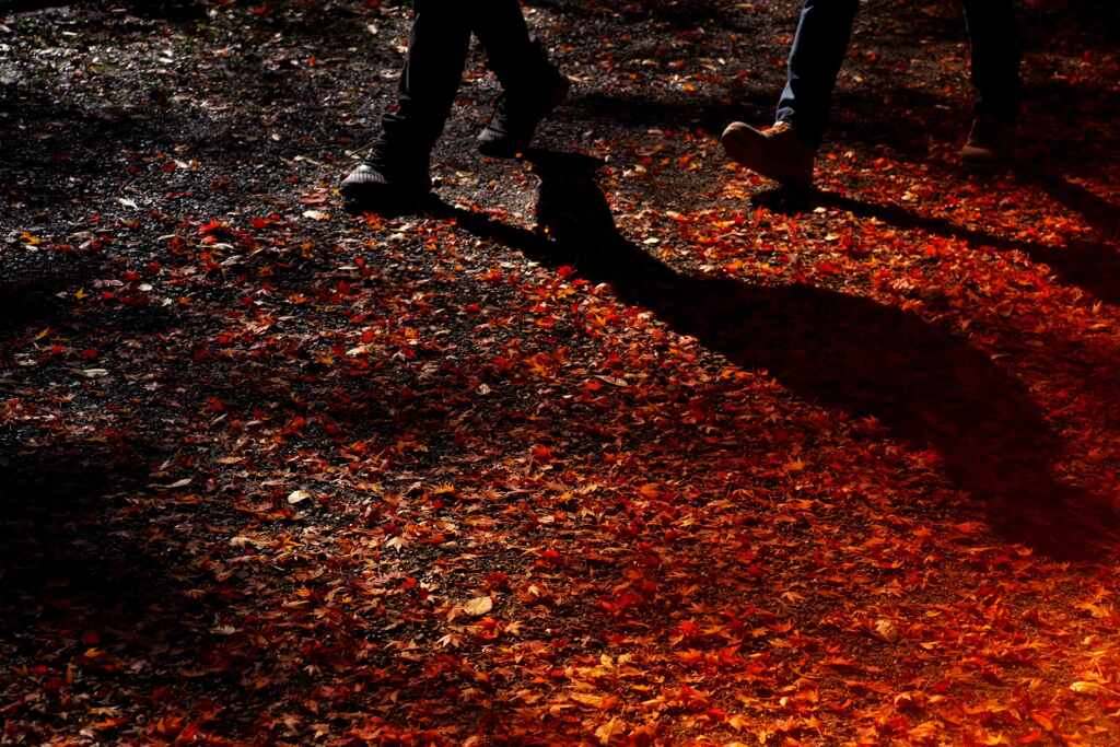 紅葉を歩く
