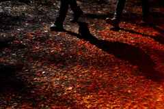 紅葉を歩く