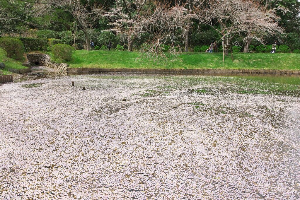 一面の桜、一面の桜