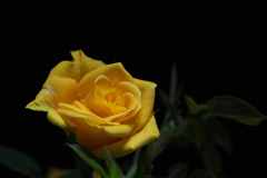 妖艶な薔薇