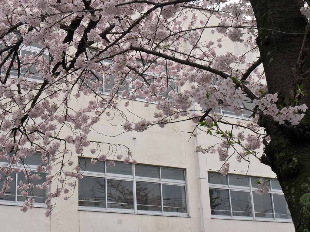 校庭の桜