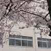 校庭の桜