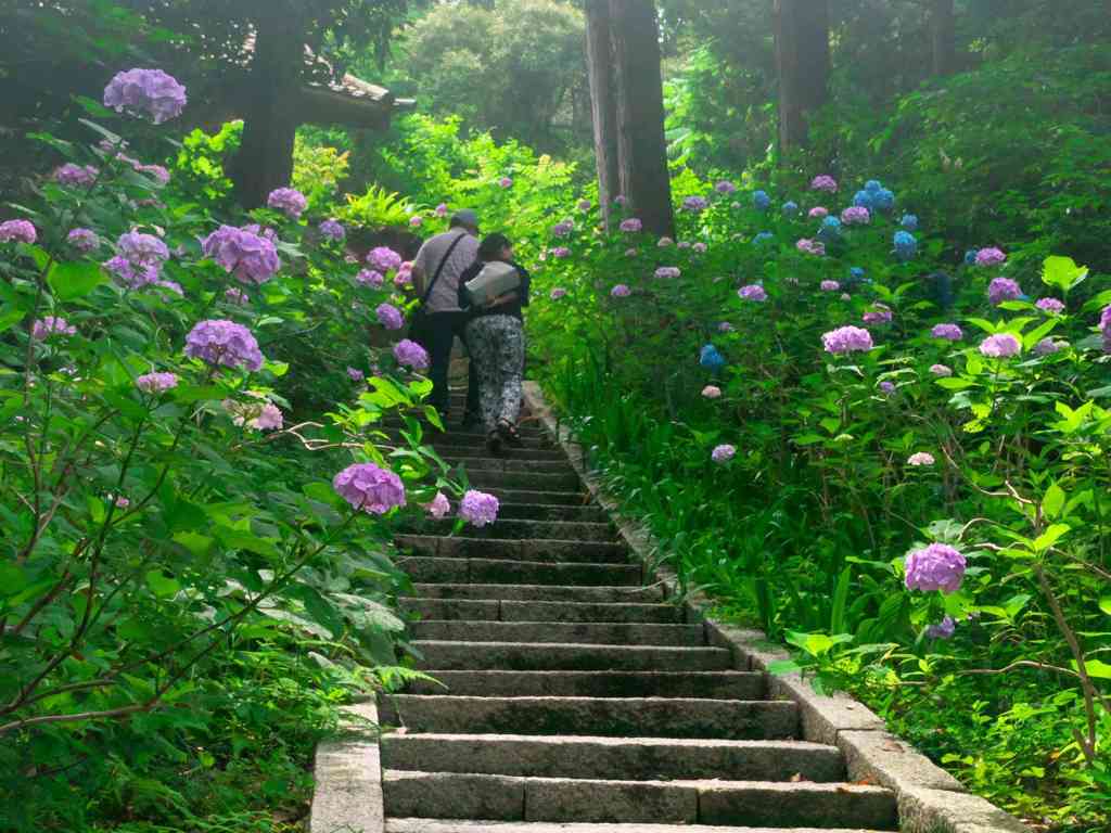 紫陽花の石段
