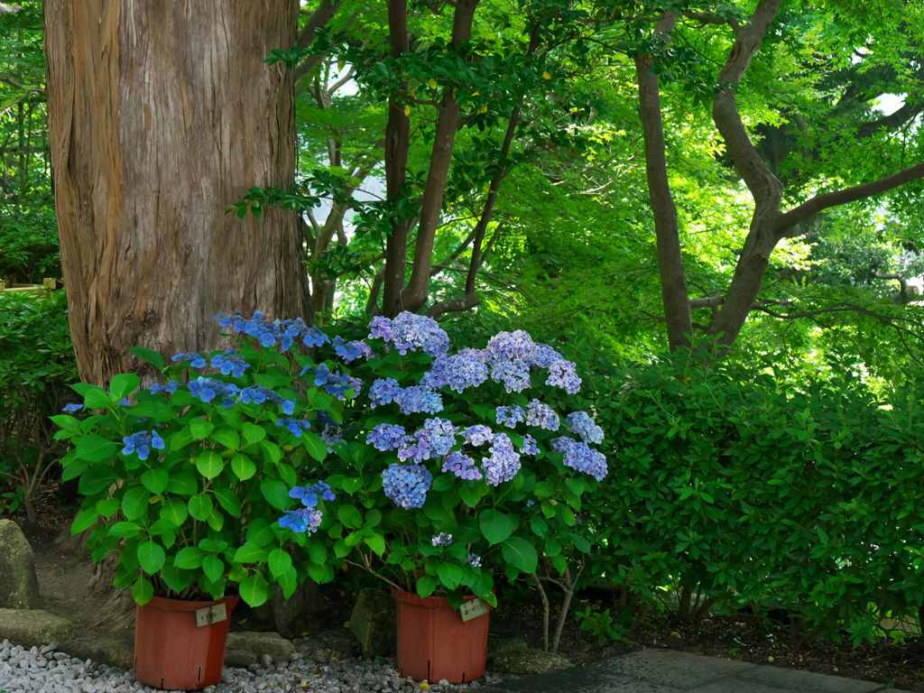 大樹の元に