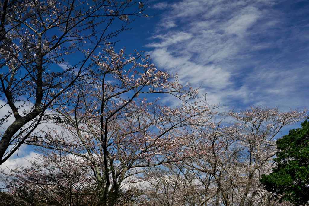 青空に桜