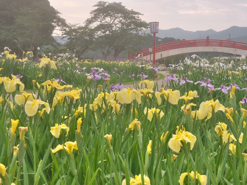 早朝の菖蒲園