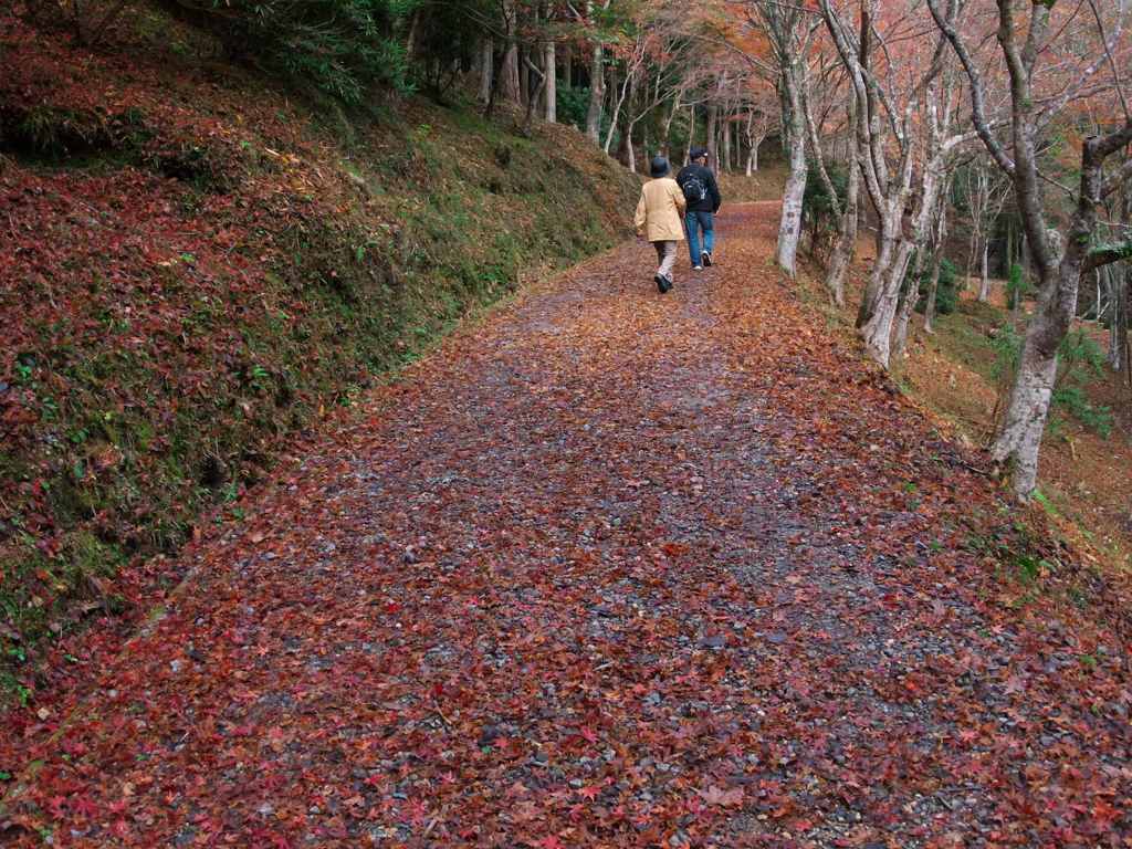 紅葉の道