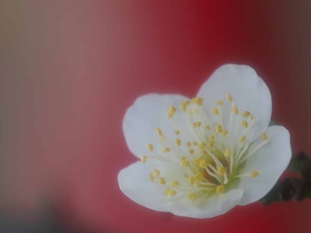 赤い背景